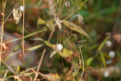 Zehneria japonica, photograph WATANABE Hitoshi 渡辺仁, CC BY, iNaturalist via GBIF