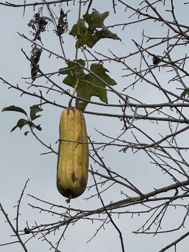 Sponge Gourd
