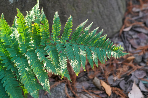 Uniform wood fern (Dryopteris uniformis)