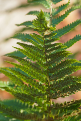 Dryopteris uniformis, photograph (c) WATANABE Hitoshi 渡辺仁, some rights reserved (CC BY)