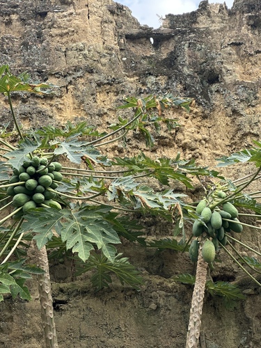 Papaya