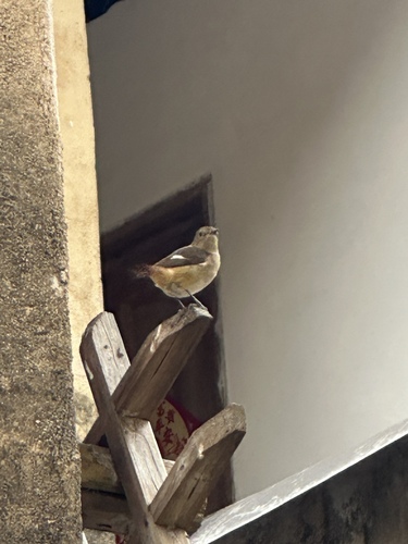 Daurian Redstart
