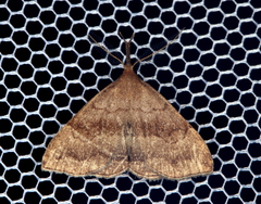 Phalaenostola eumelusalis