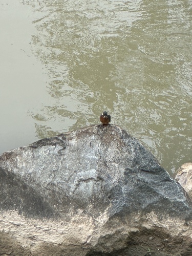 Common Kingfisher