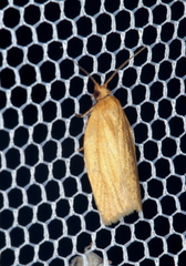 Clepsis clemensiana