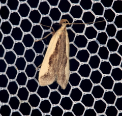 Dichomeris inserrata