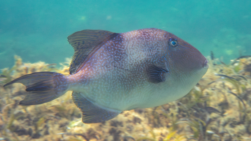 Common triggerfish (Balistes capriscus) — Balistidae