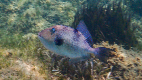 Common triggerfish (Balistes capriscus) — Balistidae — 3