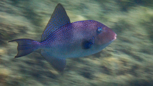 Common triggerfish (Balistes capriscus) — Balistidae — 2