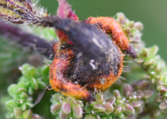 Puccinia urticata