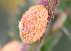 Puccinia urticata