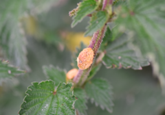 Puccinia urticata