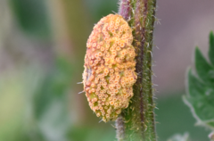 Puccinia urticata