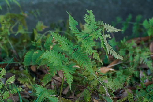 Image of Athyrium niponicum by (c) WATANABE Hitoshi 渡辺仁, some rights reserved (CC BY)