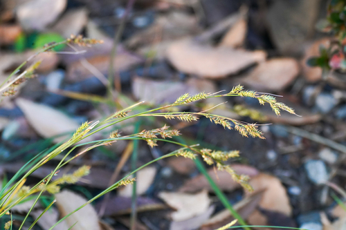 Carex lenta iNat (2)