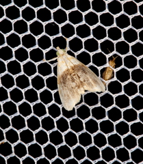 Lipocosmodes fuliginosalis