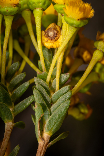 Verticordia cooloomia, photograph 3