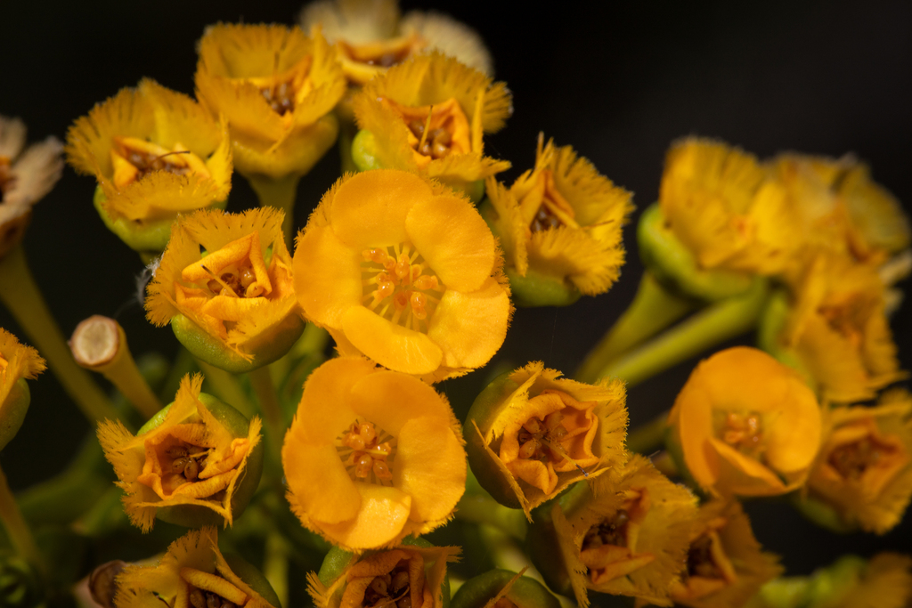 Verticordia cooloomia; photograph (c) Cal Wood, some rights reserved (CC BY)