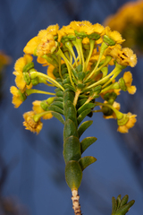 Verticordia cooloomia, photograph (c) Cal Wood, some rights reserved (CC BY)