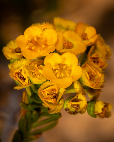 Verticordia cooloomia