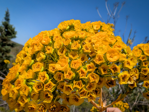 Verticordia cooloomia, photograph 5