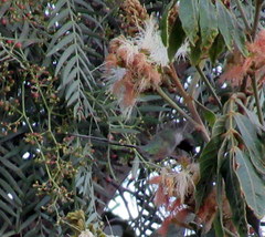 Thaumastura cora