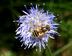 Eristalis horticola