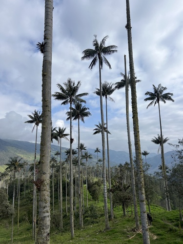 Ceroxylon quindiuense (H.Karst.) H.Wendl.