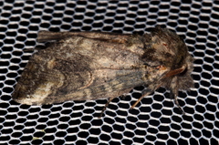 Heterocampa obliqua