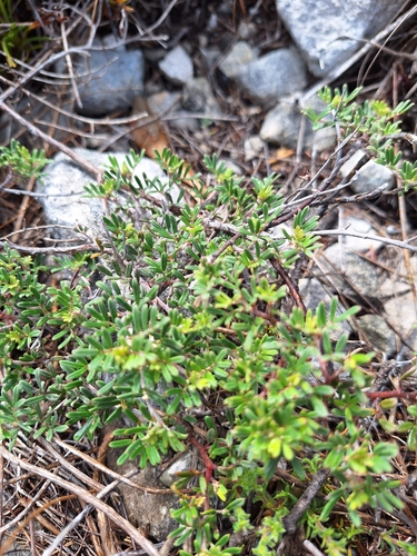 Image of Indigofera praetermissa by (c) Adele SL, some rights reserved (CC BY)