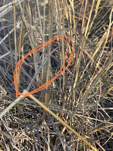 Ischnomantis fatiloqua