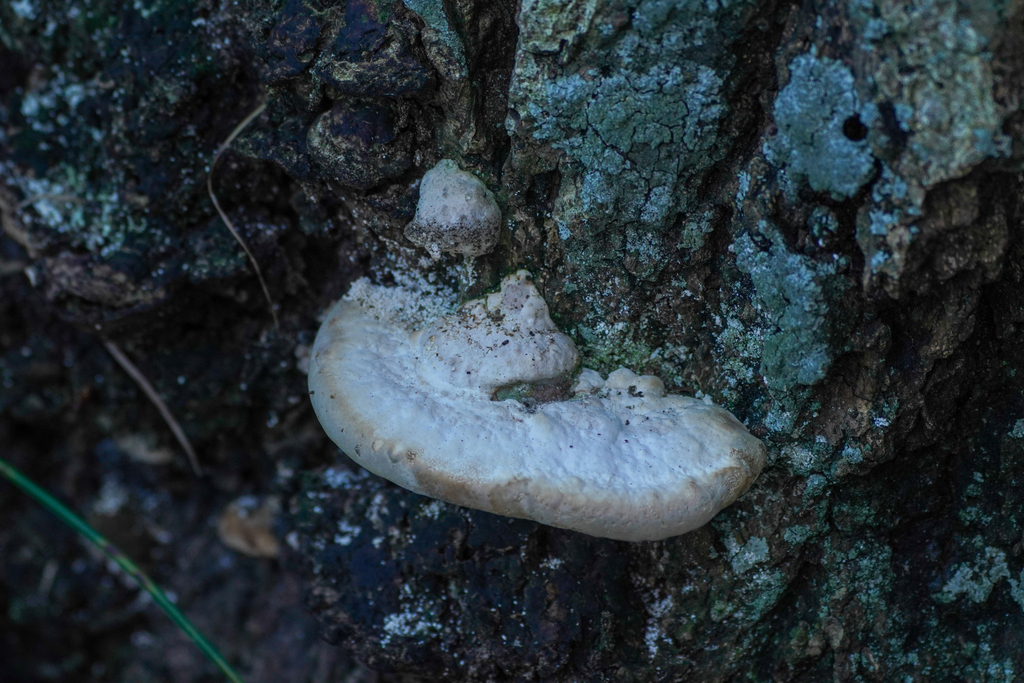 Trametes orientalis · December 2024 · photo: © tbc_watanabe (iNaturalist, cc-by)