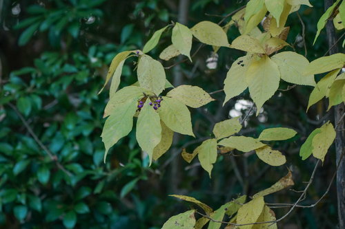 Image of Callicarpa japonica by (c) WATANABE Hitoshi 渡辺仁, some rights reserved (CC BY)