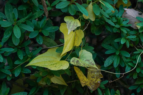 Dioscorea tokoro, photograph 6