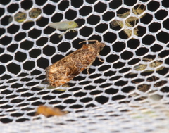 Endothenia