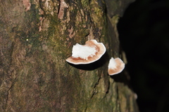 Microporus affinis