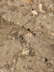 Litaneutria skinneri