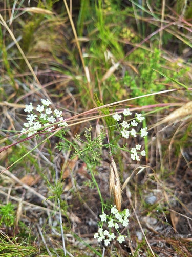Limestone Sandcelery (Dasispermum grandicarpum)