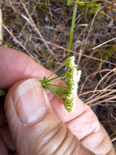 Image of Dasispermum grandicarpum by (c) Adele SL, some rights reserved (CC BY)