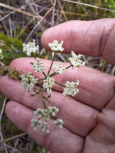 Image of Dasispermum grandicarpum by (c) Adele SL, some rights reserved (CC BY)