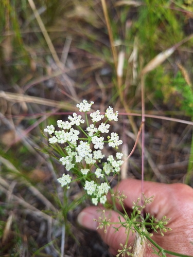 Image of Dasispermum grandicarpum by (c) Adele SL, some rights reserved (CC BY)