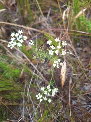 Image of Dasispermum grandicarpum by (c) Adele SL, some rights reserved (CC BY)