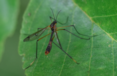 Ptychoptera albimana