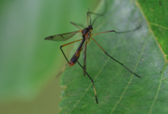Ptychoptera albimana