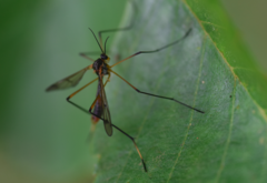 Ptychoptera albimana