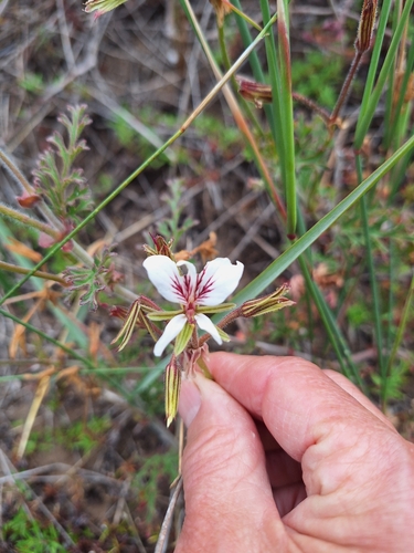 Pelargonium suburbanum, photograph 5