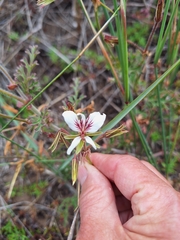 (c) Adele SL, some rights reserved (CC BY) Pelargonium suburbanum, photograph (c) Adele SL, some rights reserved (CC BY)