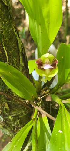Green Pabstia