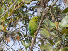 Andean Parakeet photo 3