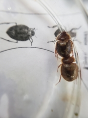 Sperchopsis tessellata